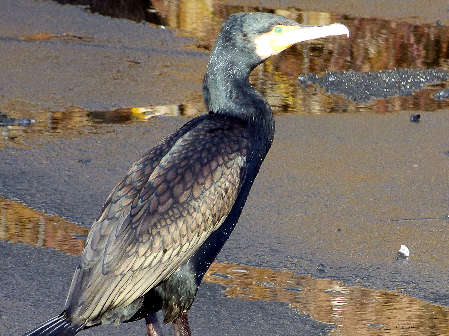 Kormoran auf dem Eis