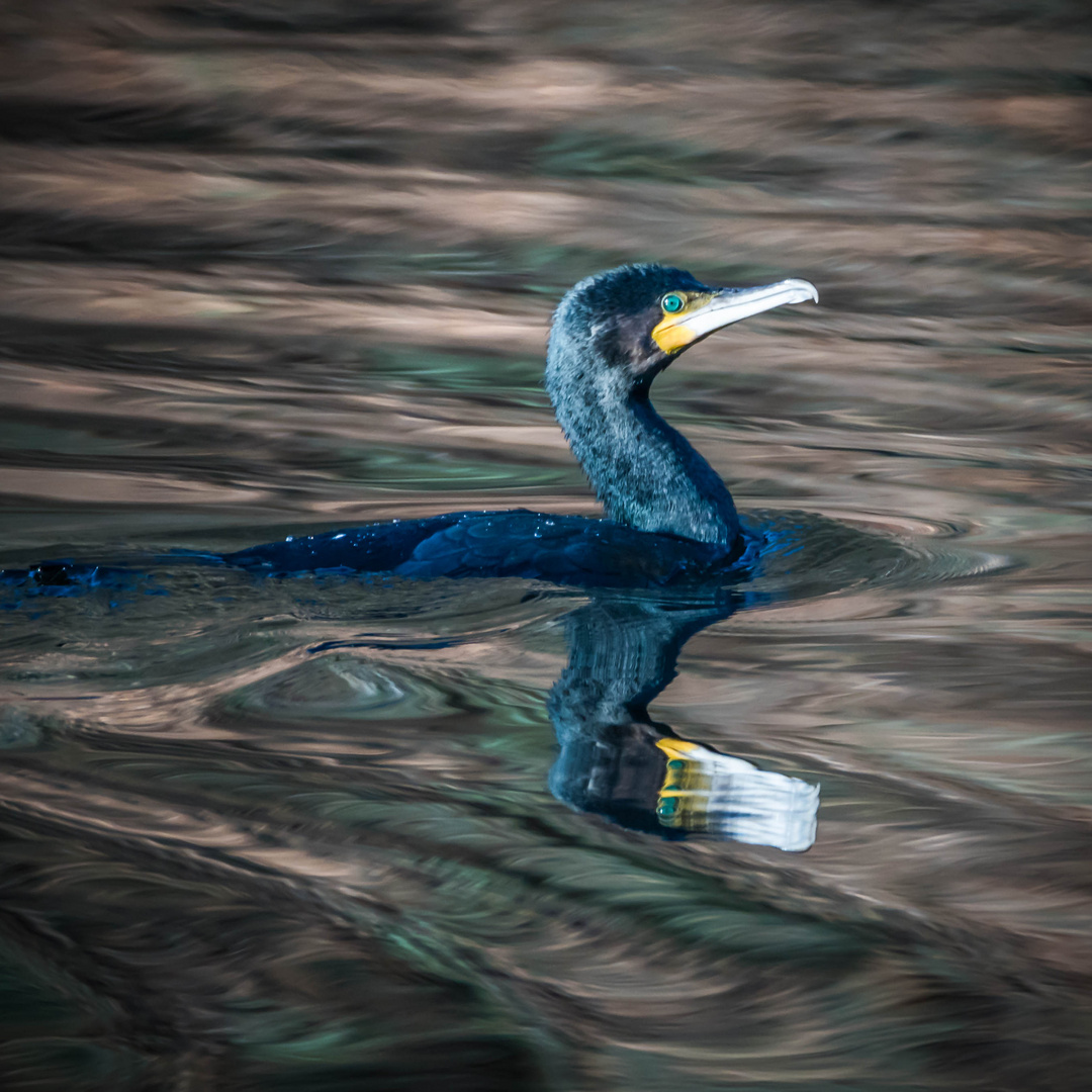 Kormoran auf dem Hengsteysee