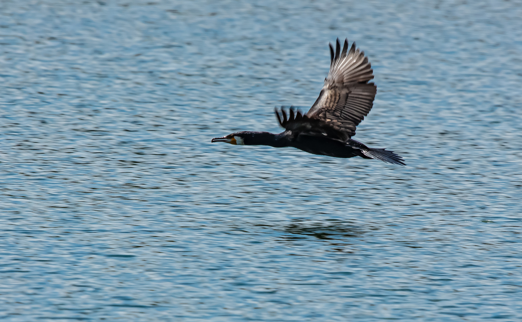 Kormoran  auf dem Sacrower See            