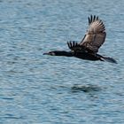 Kormoran  auf dem Sacrower See            