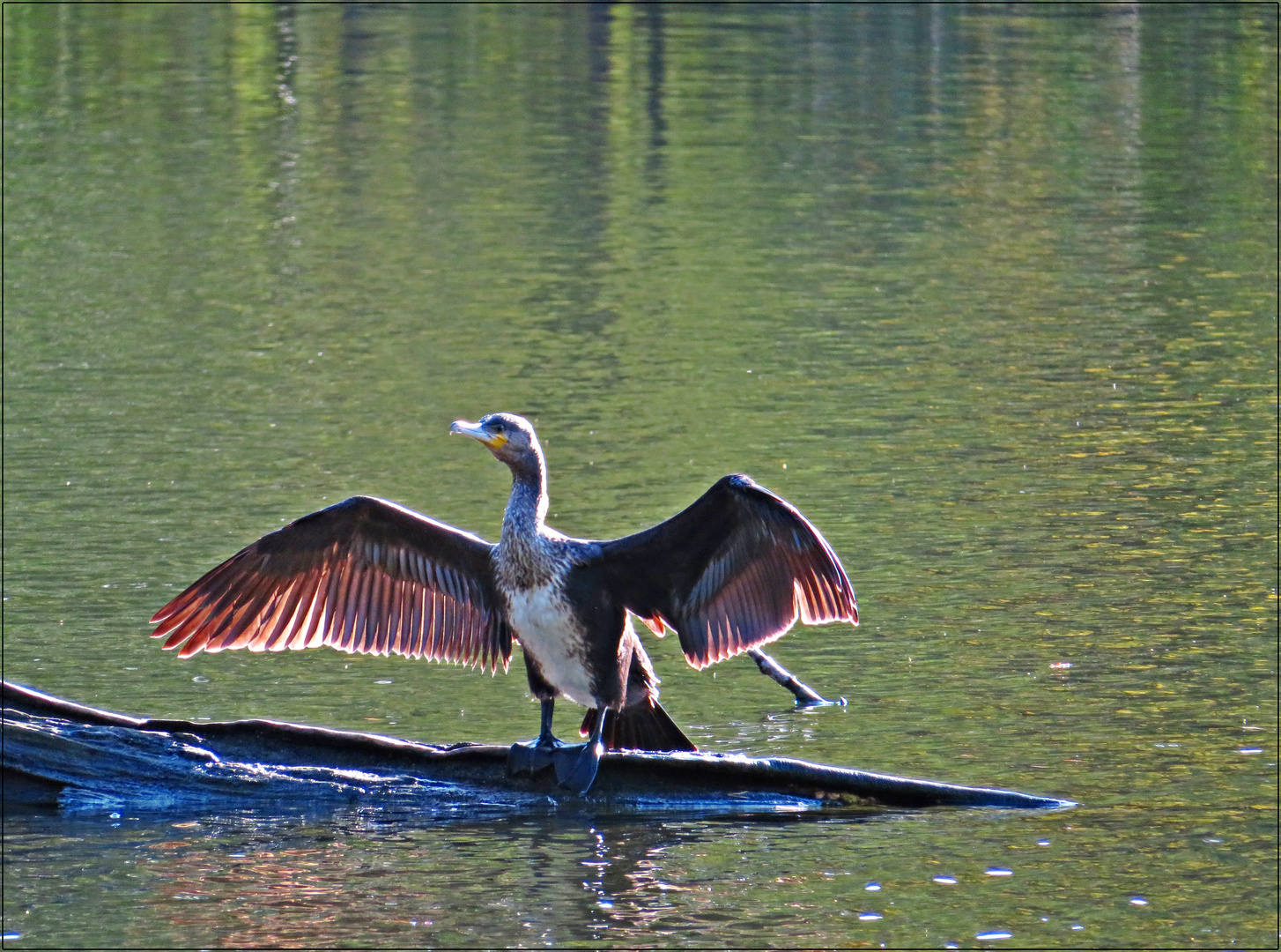 Kormoran auf demTrockendock