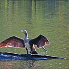 Kormoran auf demTrockendock