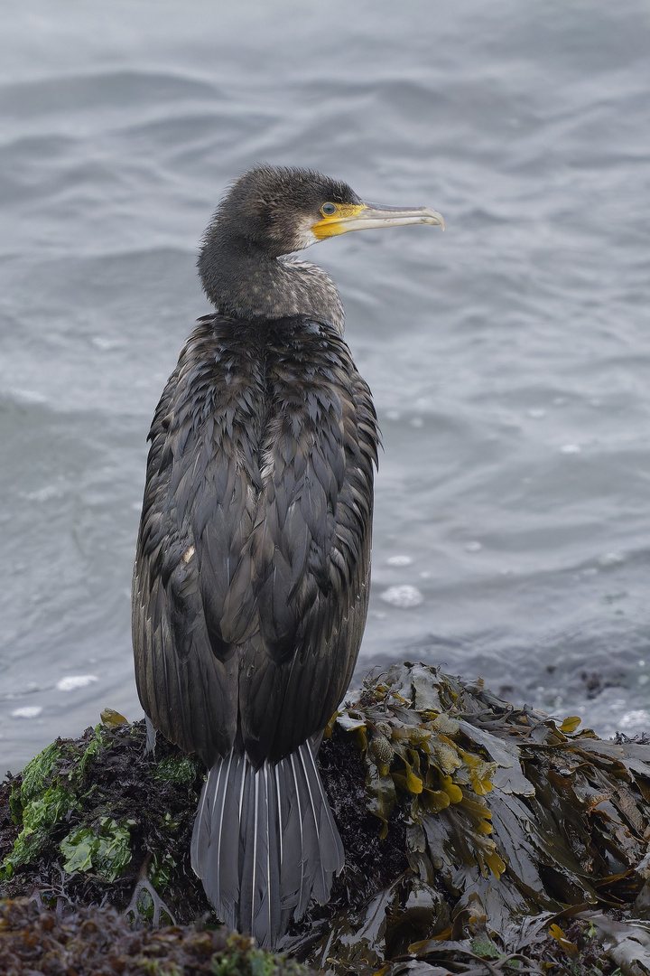 Kormoran auf der Düne