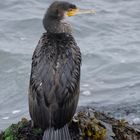 Kormoran auf der Düne