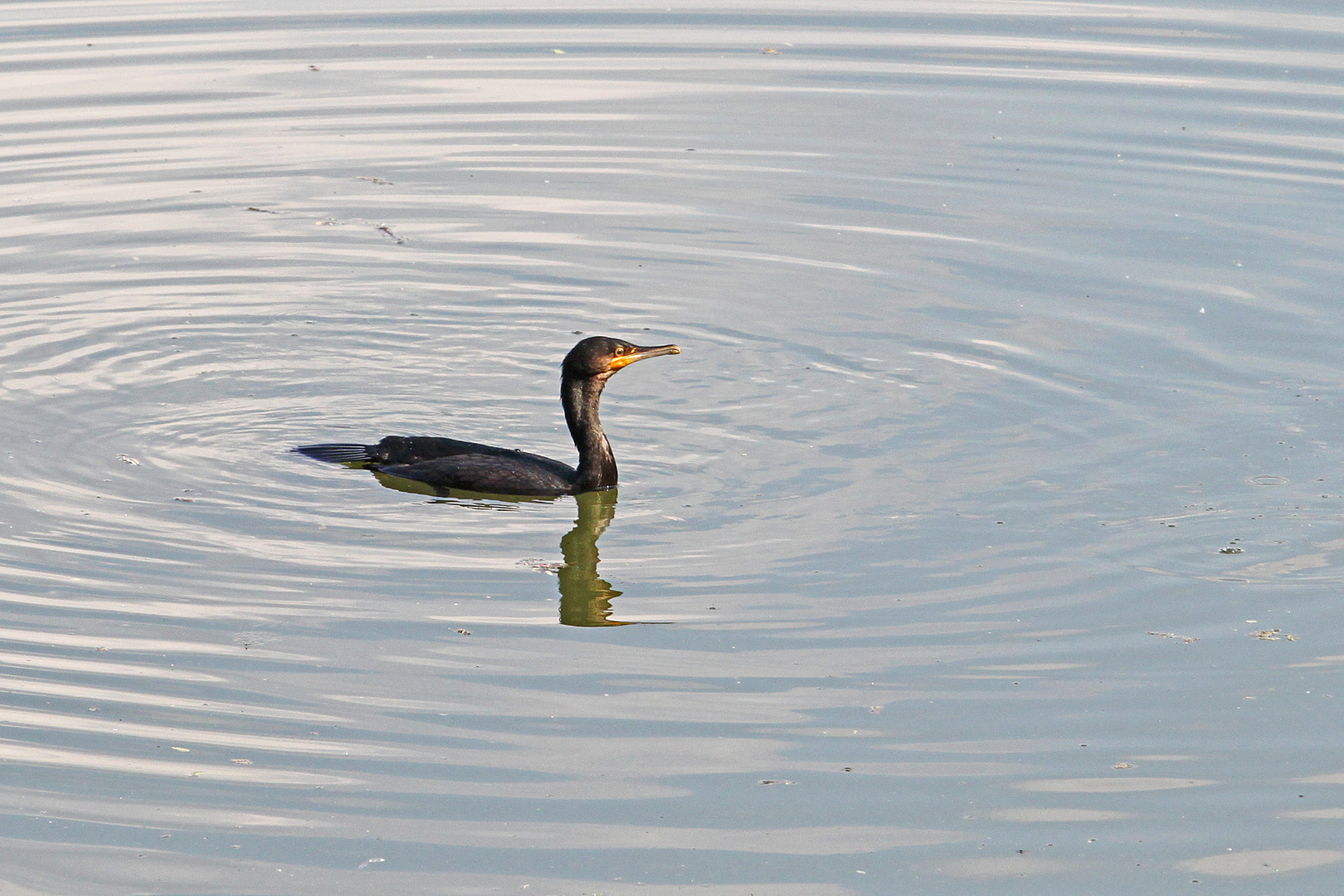 Kormoran auf der Fischjagd