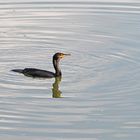 Kormoran auf der Fischjagd