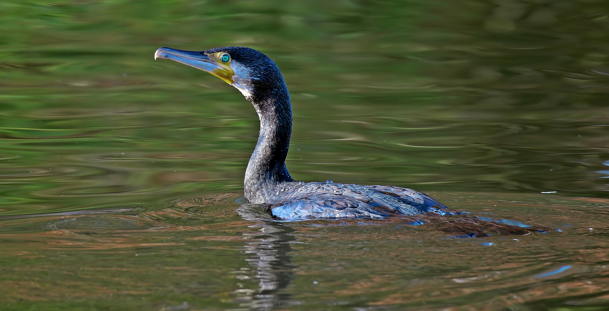 Kormoran auf der Jagd 