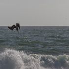 Kormoran auf der Jagd