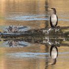 Kormoran auf der Lippe