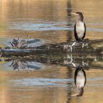 Kormoran auf der Lippe