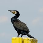 Kormoran auf der Müritz