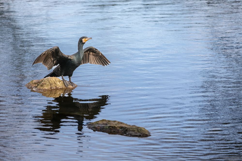 Kormoran auf der Rems