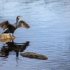 Kormoran auf der Rems