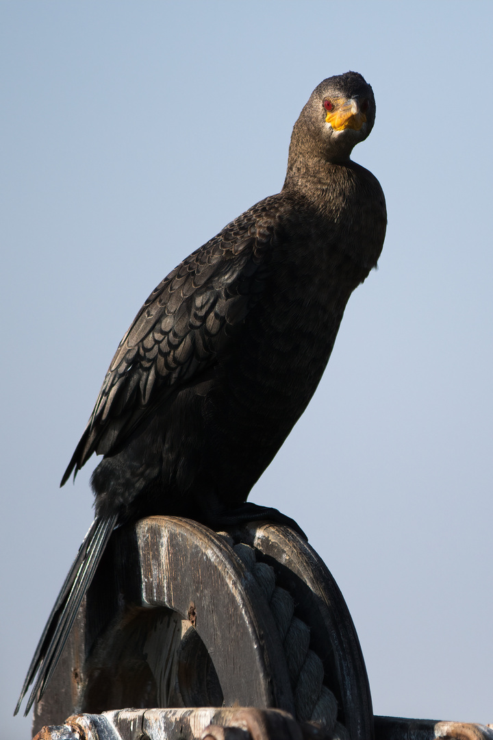 Kormoran auf der Rolle