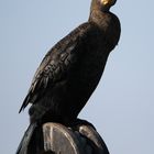 Kormoran auf der Rolle