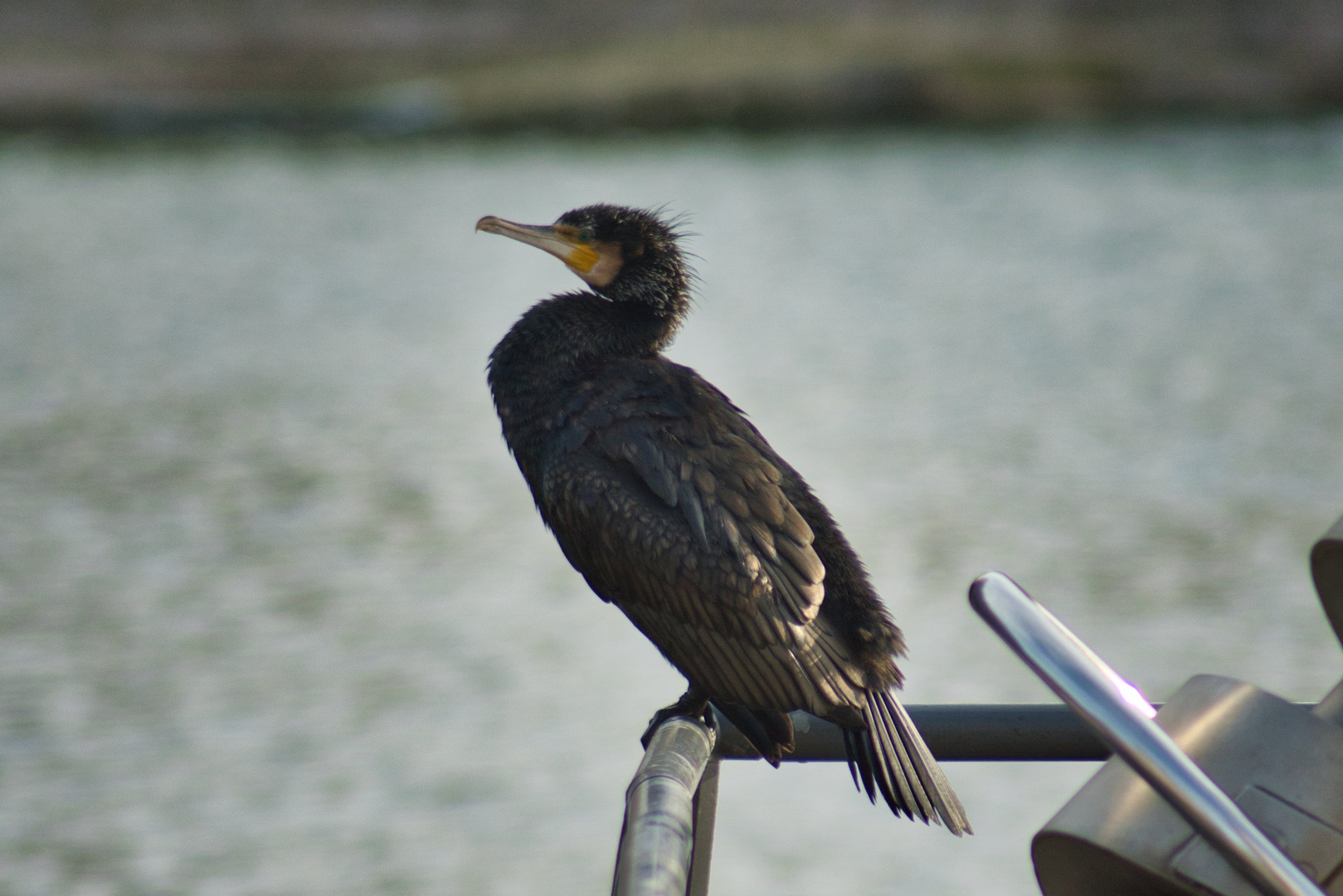 Kormoran auf der Stange