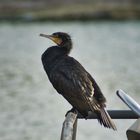 Kormoran auf der Stange