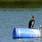 Kormoran auf der Tonne