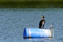 Kormoran auf der Tonne