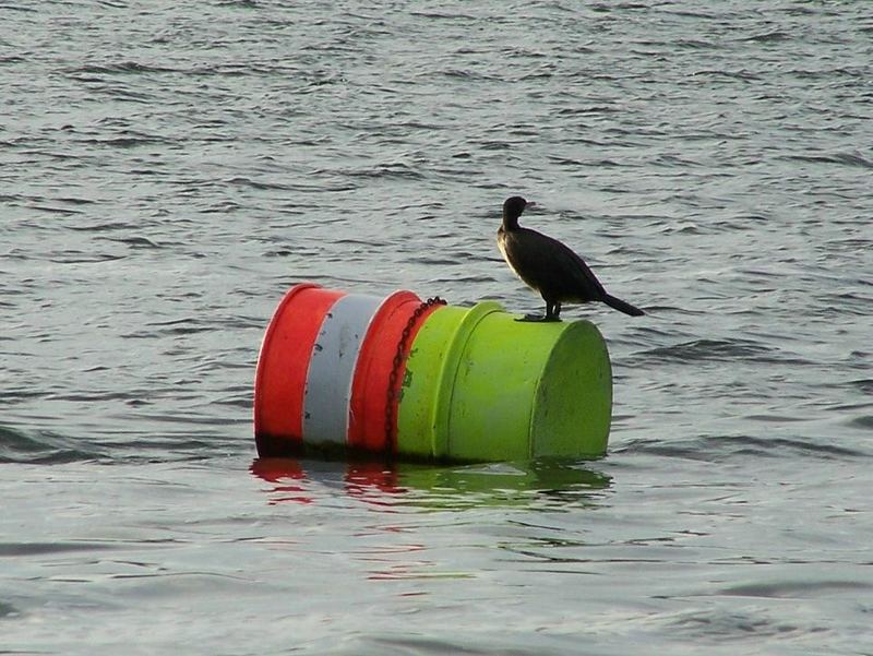 Kormoran auf der Tonne