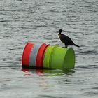 Kormoran auf der Tonne