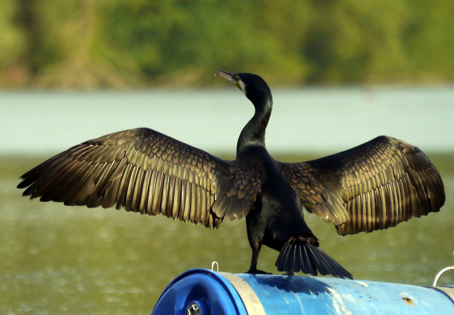 Kormoran auf der Tonne