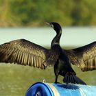 Kormoran auf der Tonne