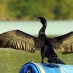 Kormoran auf der Tonne