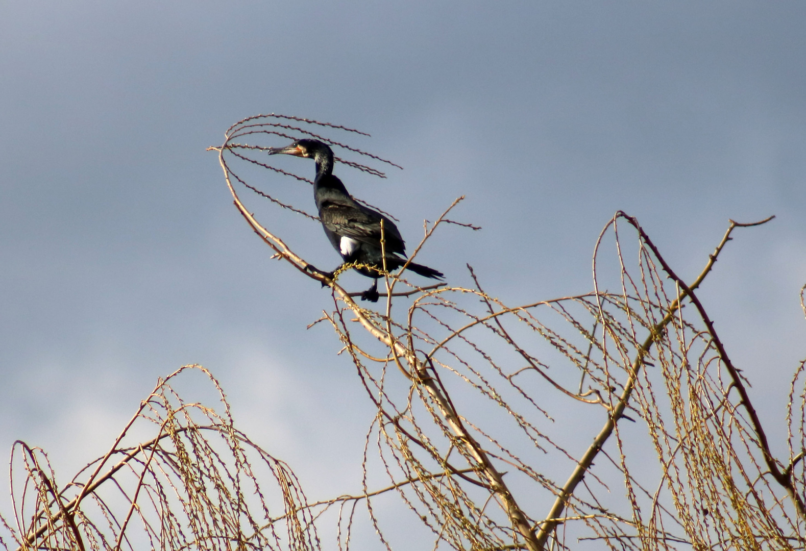 Kormoran auf der Weide