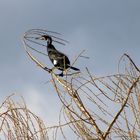 Kormoran auf der Weide