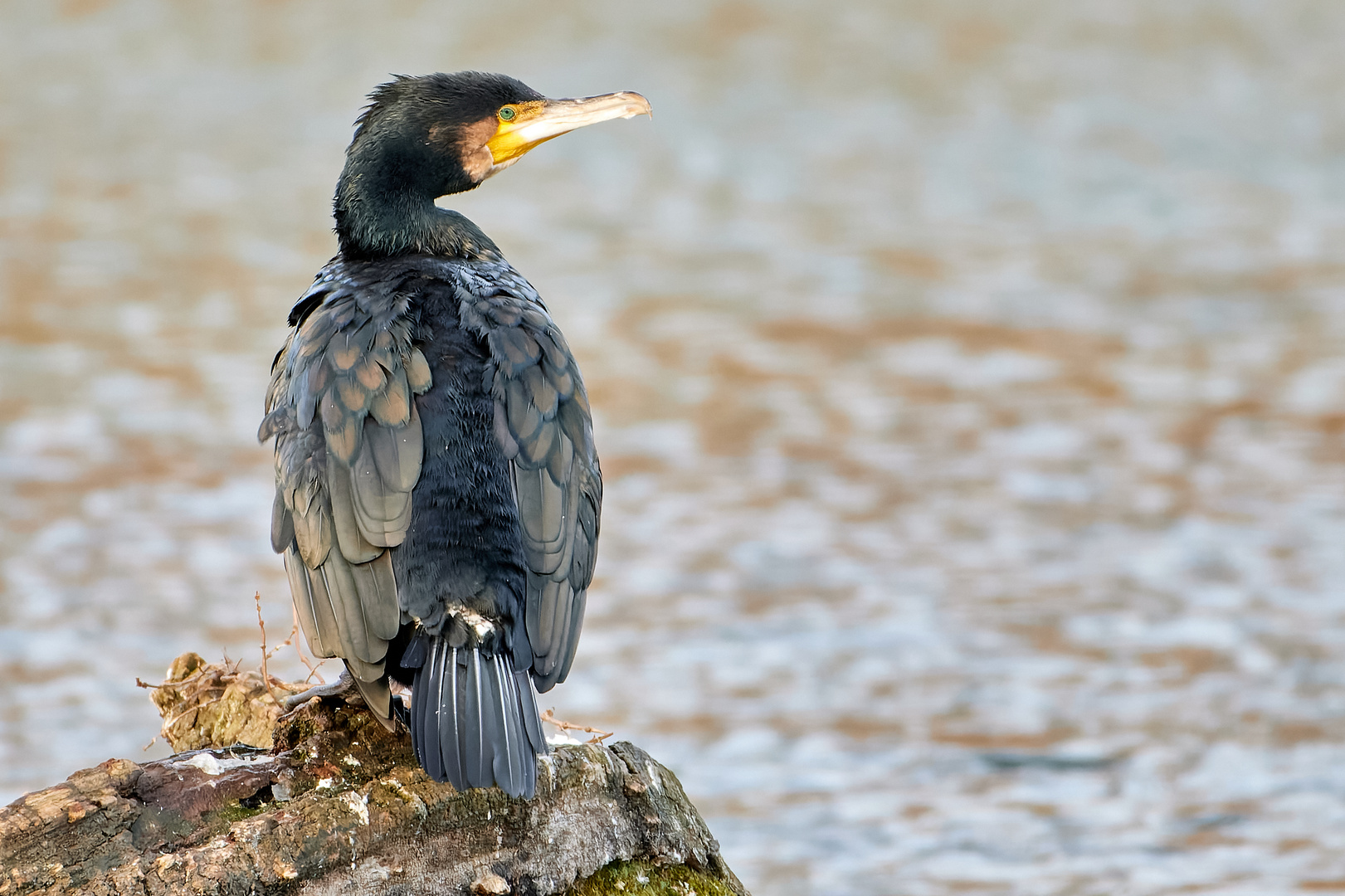 Kormoran auf einem Felsen