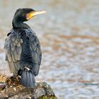 Kormoran auf einem Felsen