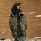 Kormoran auf einer Eisscholle