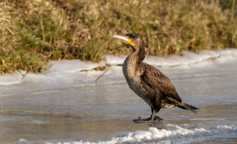 Kormoran auf Eis