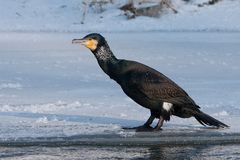 Kormoran auf Eis