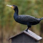 Kormoran auf Entenbrutkasten  ..... - 1 -