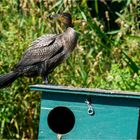 Kormoran auf Entenbrutkasten  .....