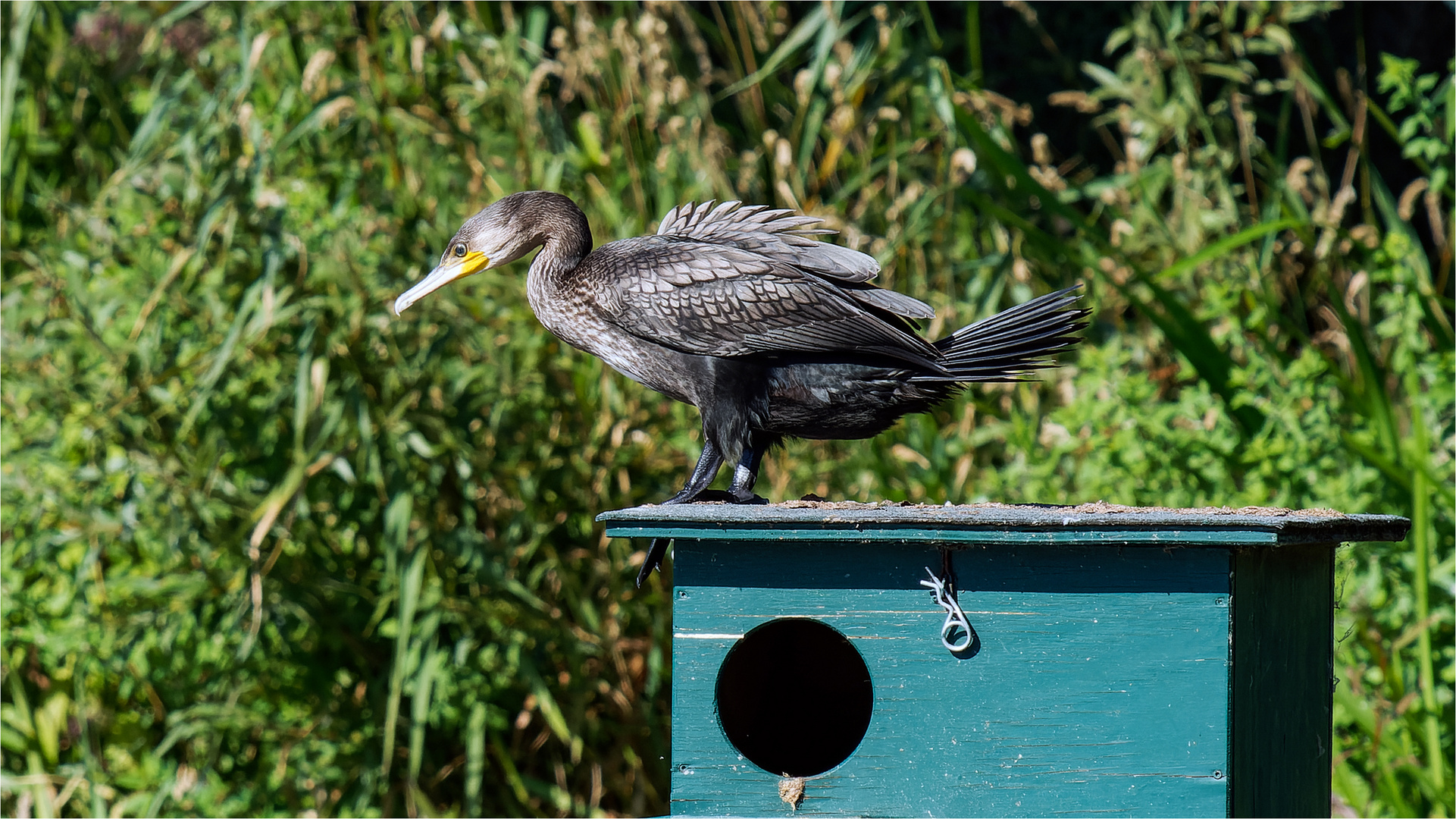 Kormoran auf Entenbrutkasten  .....