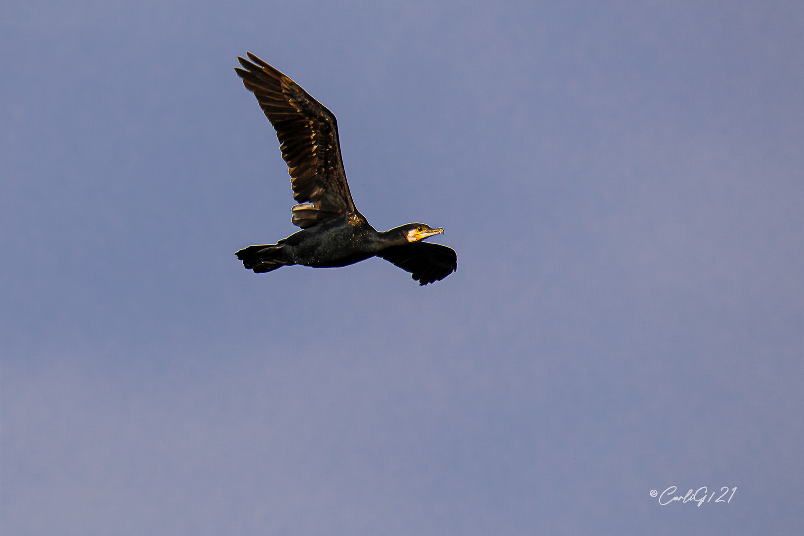 Kormoran auf Erkundungsflug