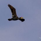 Kormoran auf Erkundungsflug