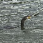 Kormoran auf Fischfang