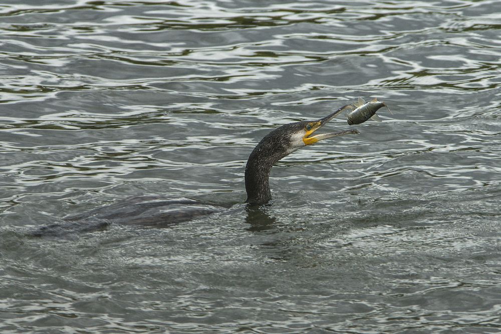 Kormoran auf Fischfang