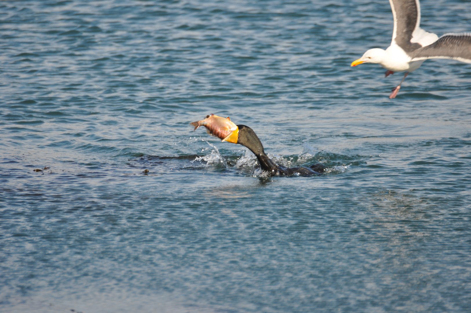 Kormoran auf Fischfang