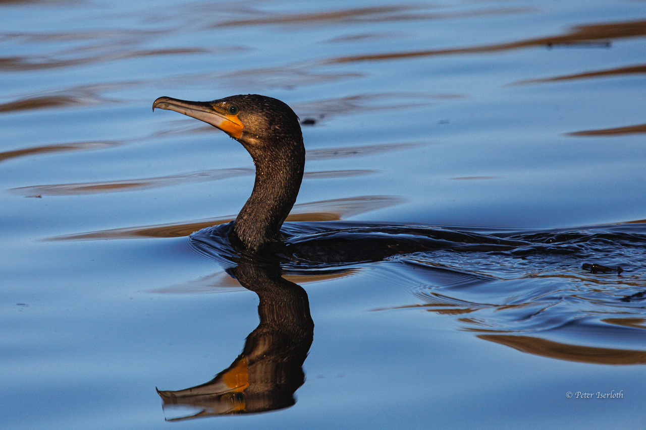 Kormoran auf Fischzug