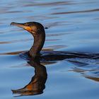 Kormoran auf Fischzug