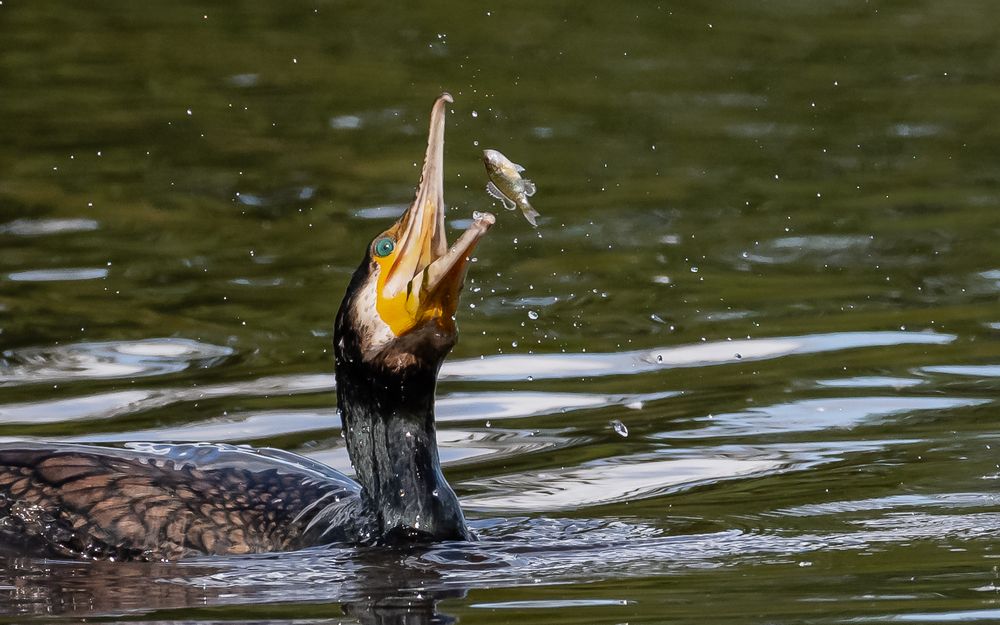 Kormoran auf Fischzug