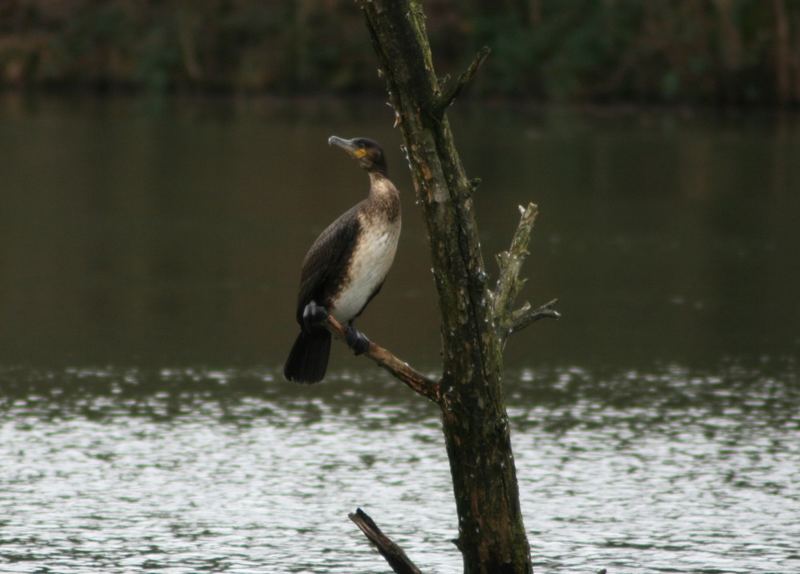 Kormoran auf Futtersuche