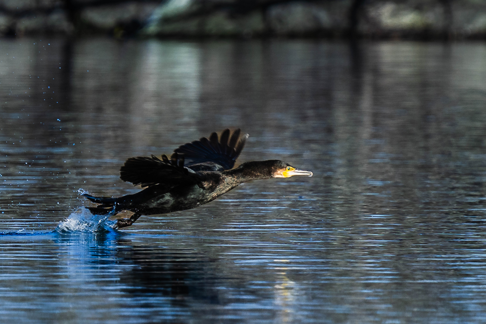 Kormoran, auf gehts