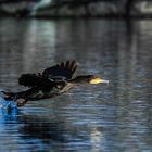 Kormoran, auf gehts