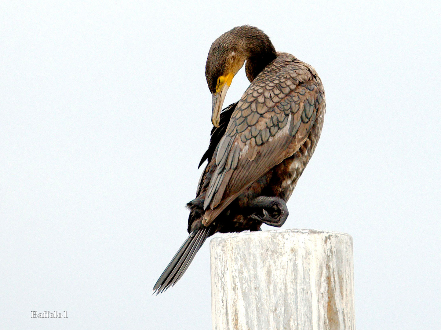 Kormoran auf hohem Pfosten